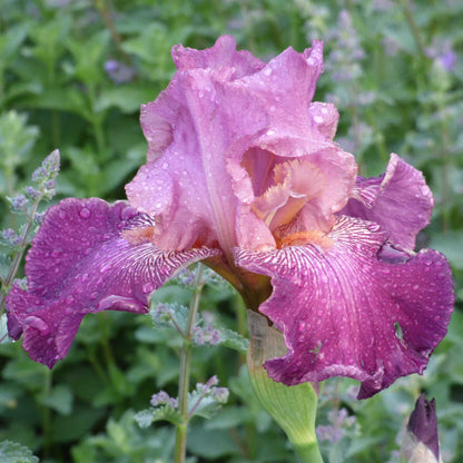 Pink and rose bearded iris autumn rose in bloom with a blurred garden background.