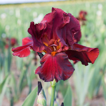 Dark red bearded iris bernice's legacy close-up against a blurred background.