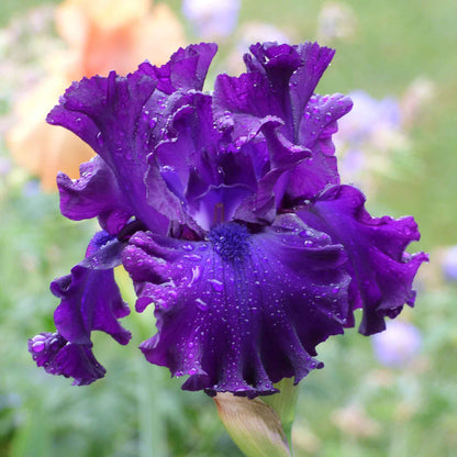 A close-up shot of a single Berry Fulfilling Bearded Iris flower, showcasing its vibrant purple color.