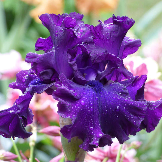Detailed Bearded Iris Berry Fulfilling bloom showing purple coloring and flower form against a soft garden background.