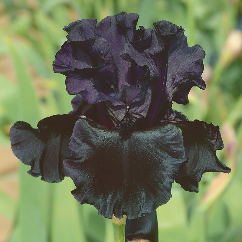 Dark purple bearded iris black suited with white accents against a blurred green background.