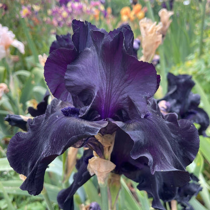 Dark purple bearded iris black suited with pink highlights and a soft blurred background.