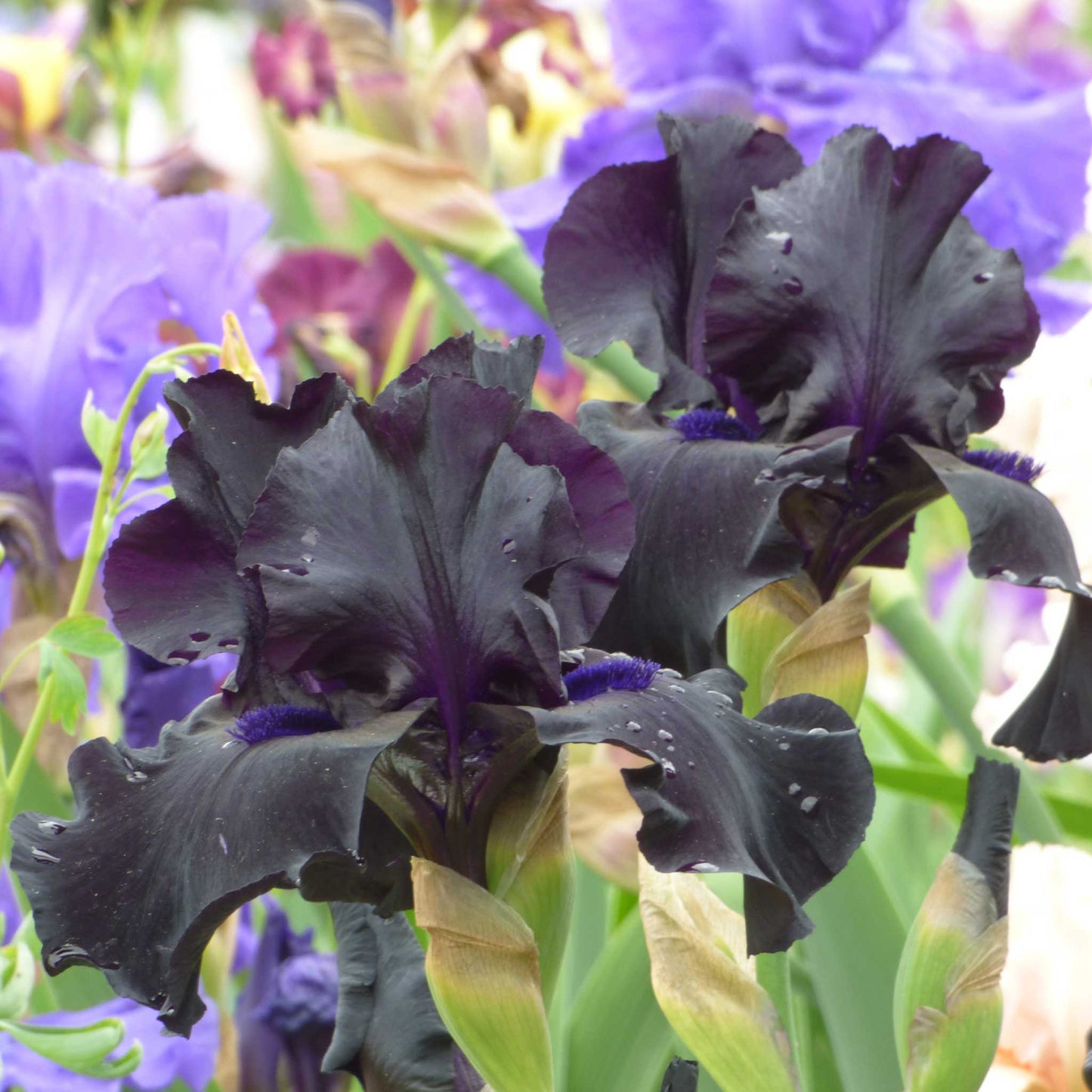 Dark purple bearded iris black suited in full bloom with a soft blurred purple background.