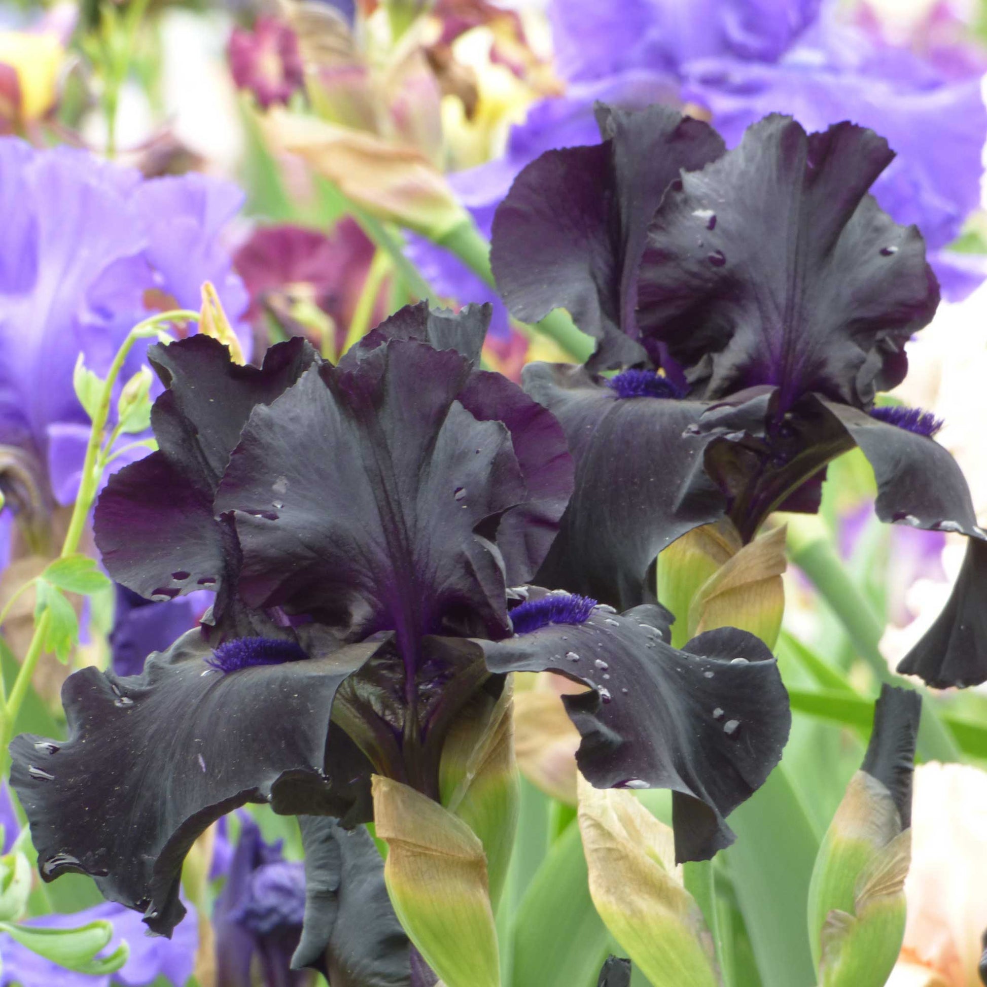 Dark purple bearded iris black suited in full bloom with a soft blurred purple background.
