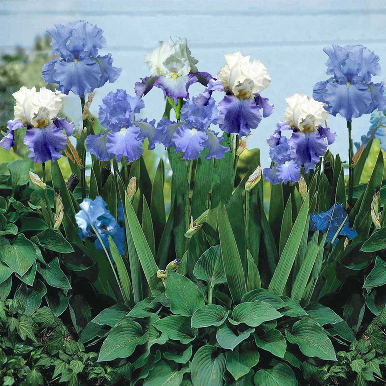Purple and blue bearded iris blue mix close-up against a blurred green background.