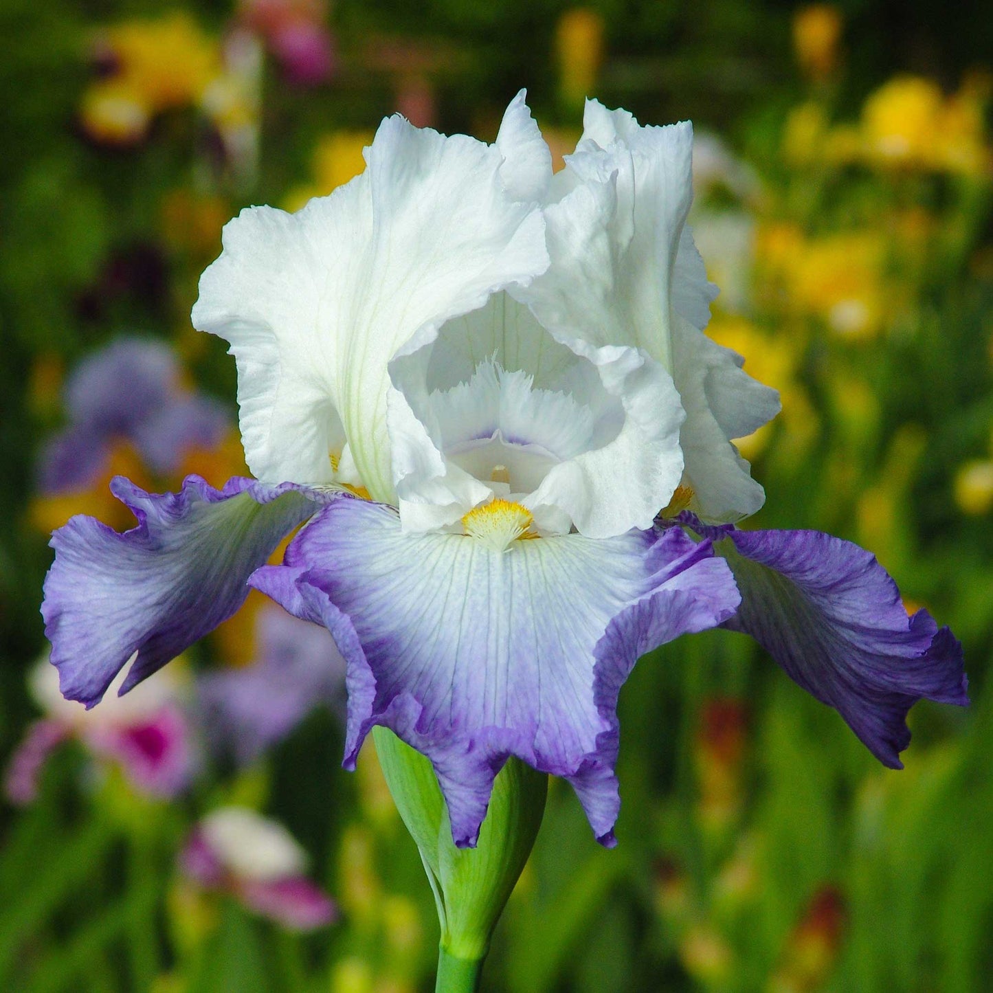 White and purple bearded iris blue mix in full bloom against a blurred background.