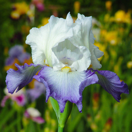 White and purple bearded iris blue mix in full bloom against a blurred background.