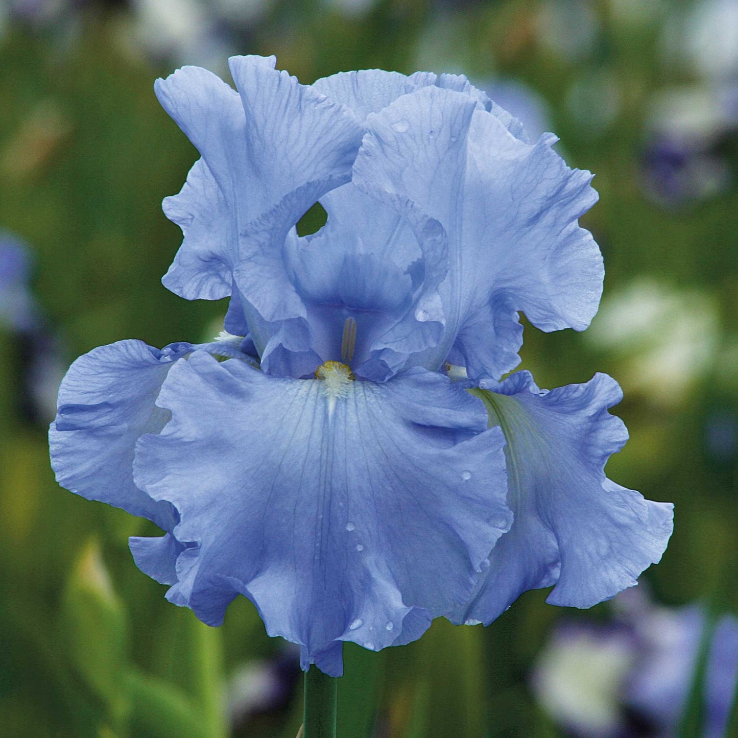 Cluster of purple and blue bearded iris blue mix against a blurred background.