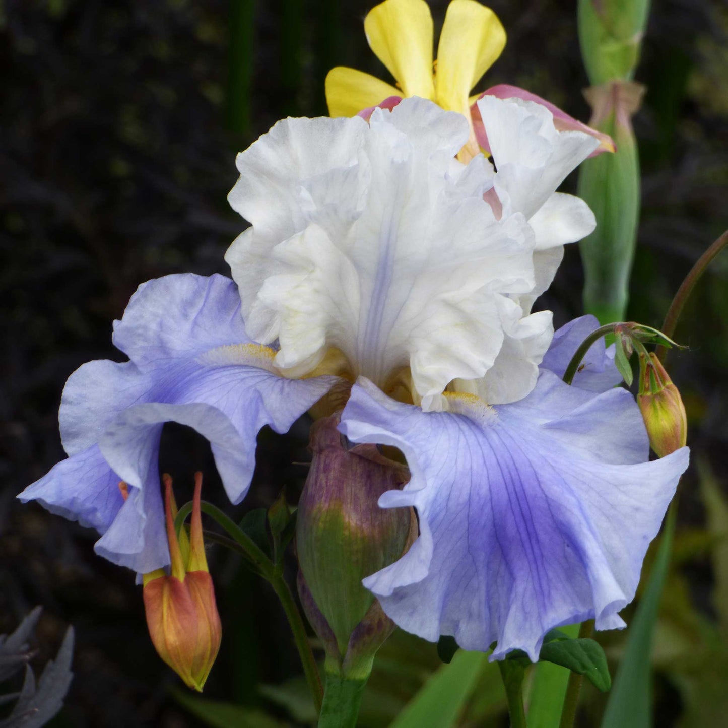 White and light blue bearded iris blue mix with ruffled petals, blurred background.