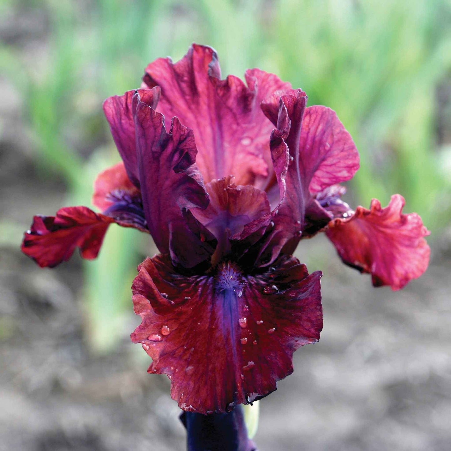 Reddish-pink bearded iris bounce with ruffled petals against a soft blurred background.