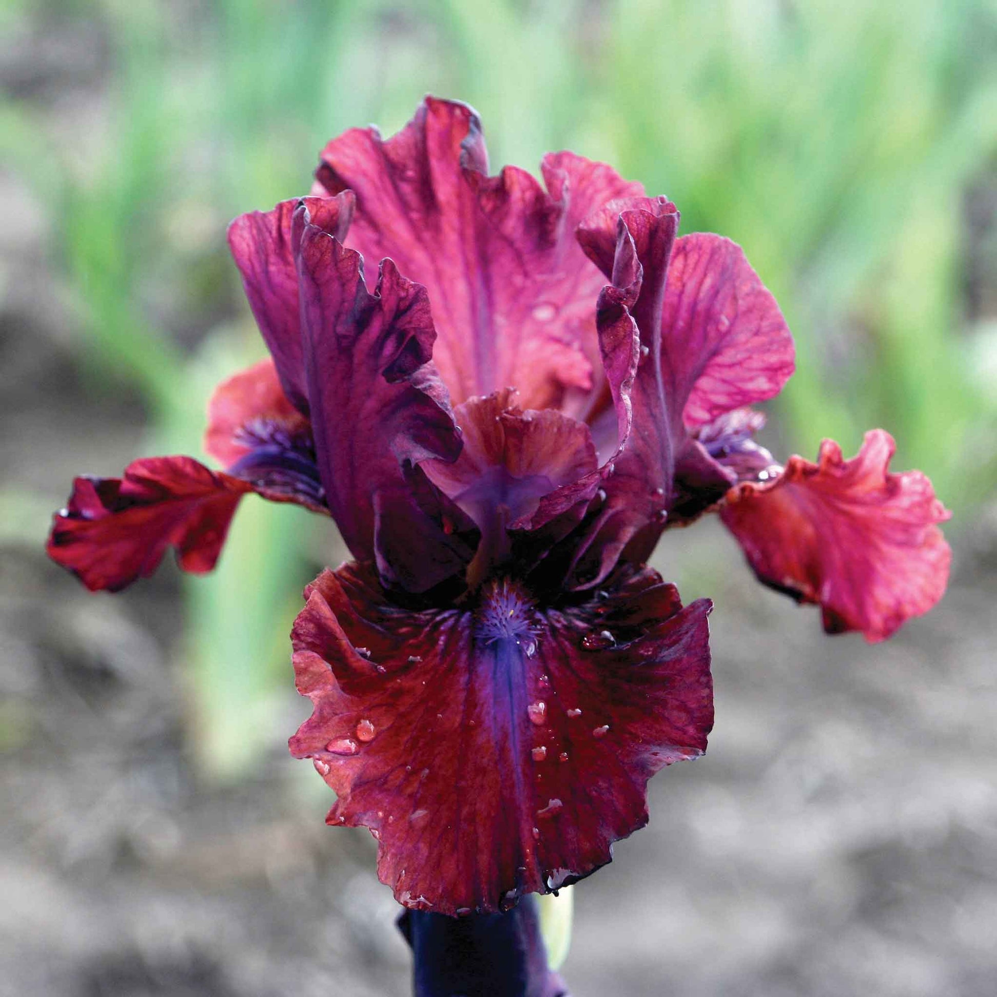 Reddish-pink bearded iris bounce with ruffled petals against a soft blurred background.