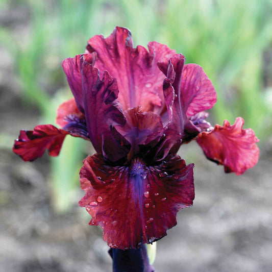 Reddish-pink bearded iris bounce with ruffled petals against a soft blurred background.