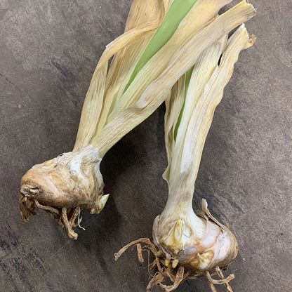A pair of bearded iris bulbs  with leafy stalks and a bulbous body.