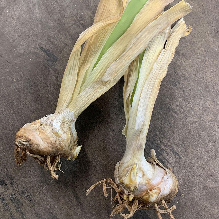A pair of bearded iris bulbs  with leafy stalks and a bulbous body.