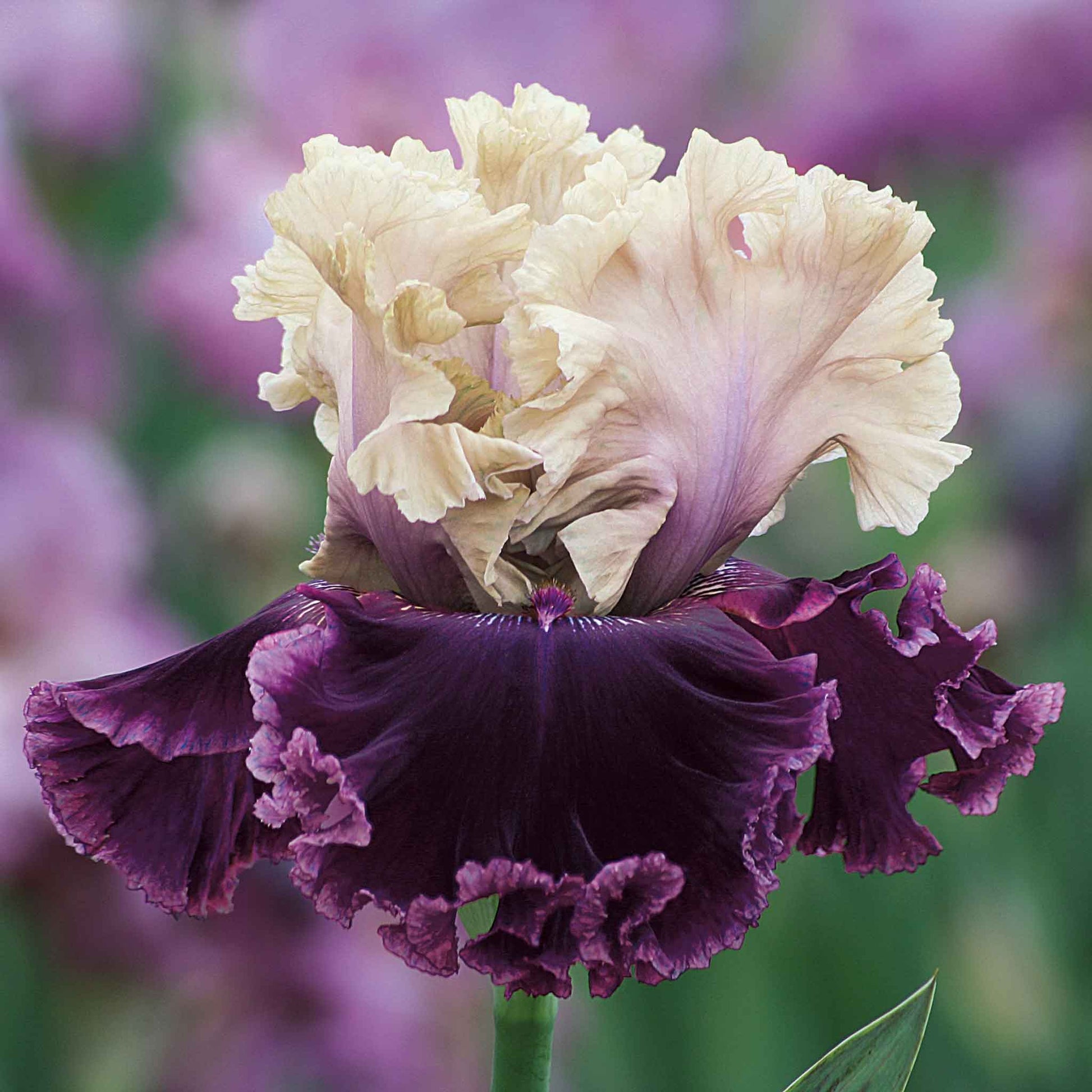 Bearded iris but darling with ruffled pink and cream petals against a blurred background.