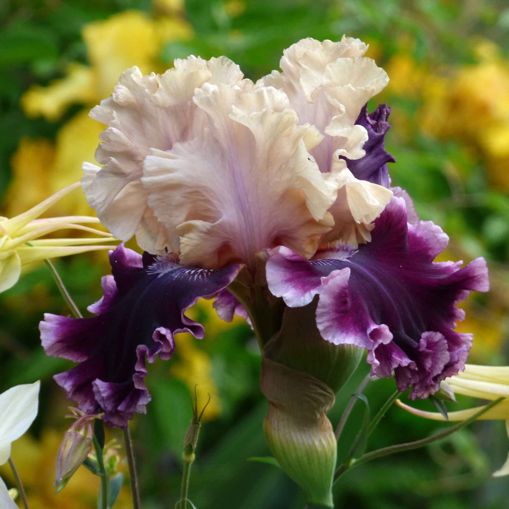 Purple bearded iris but darling with yellow accents in a blurred garden background.