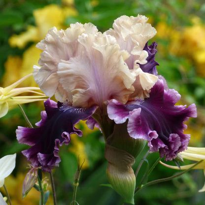 Purple bearded iris but darling with yellow accents in a blurred garden background.