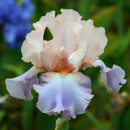Close-up of a purple and pink celebration song bearded iris flower with a blurred background