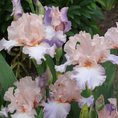 Purple and pink celebration song bearded iris flowers with a blurred background