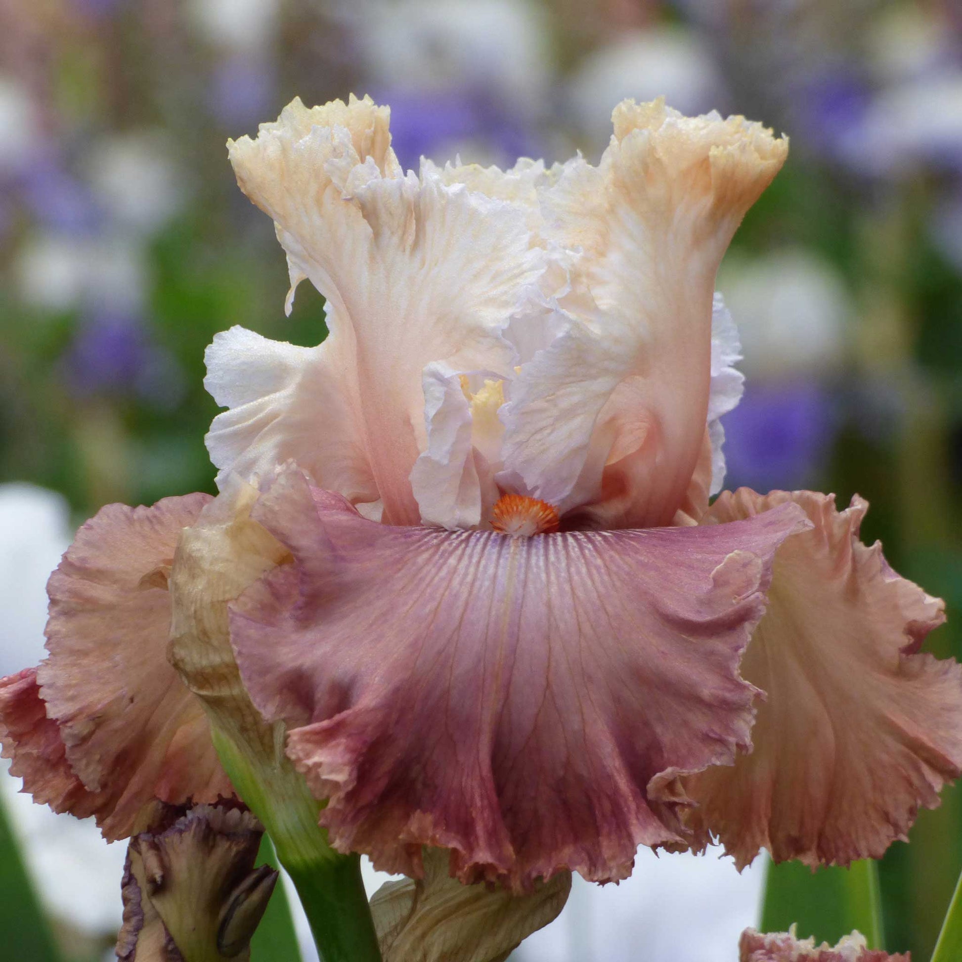 Bearded iris champagne and strawberries with peach petals against a blurred green background.