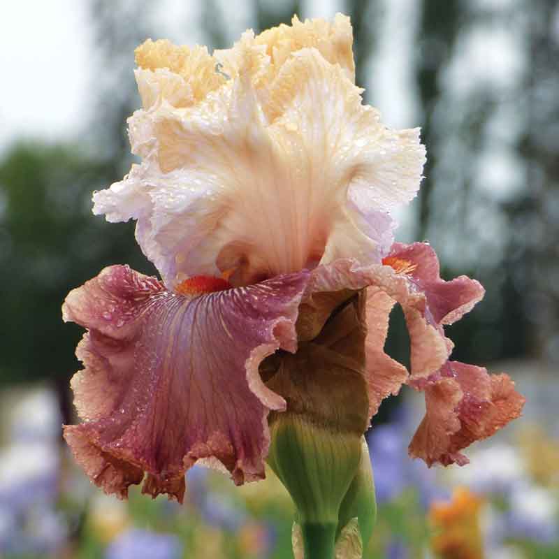 Bearded iris champagne and strawberries in soft salmon and peach tones, blurred background.