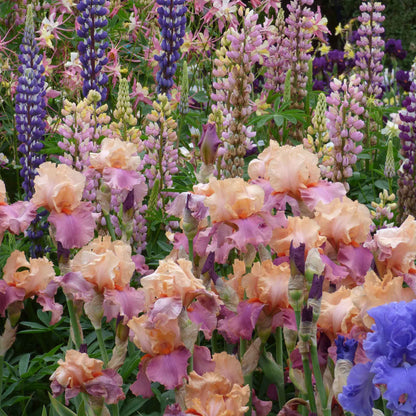 Bearded iris champagne and strawberries with purple petals and yellow accents, garden background.