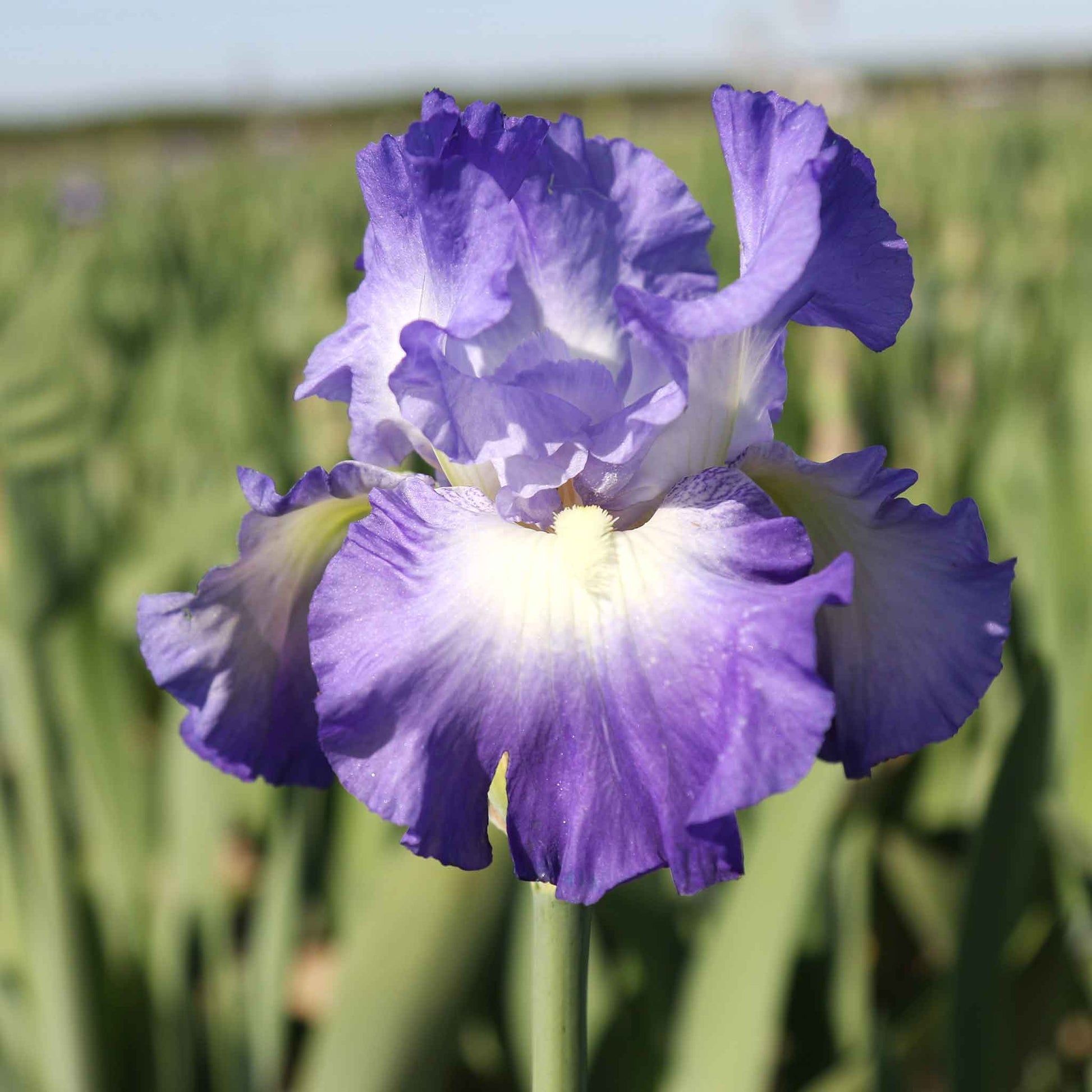 Purple and blue bearded iris city lights in bloom in a sunny garden setting.
