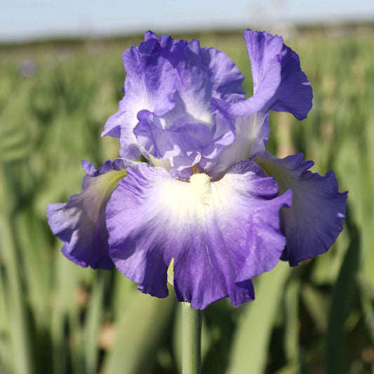 Purple and blue bearded iris city lights in bloom in a sunny garden setting.