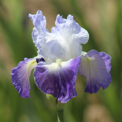 Close-up of a purple and white bearded iris clarence flower with a blurred green background