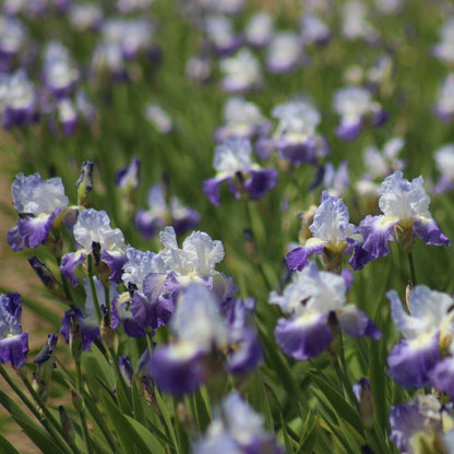 Close-up of purple and white clarence bearded irises with a blurred background