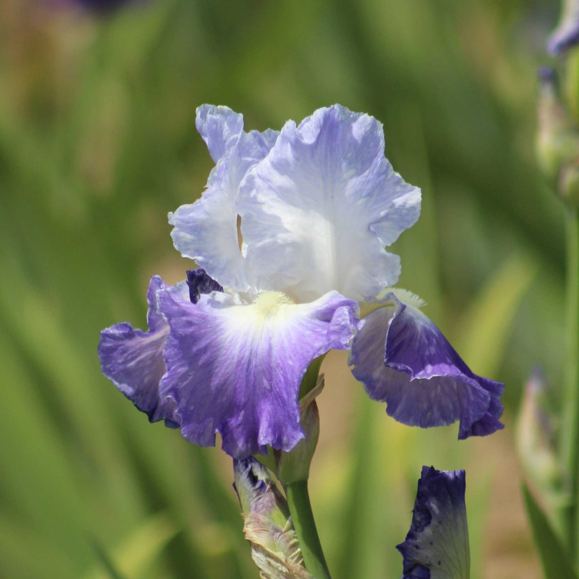 Close-up of a purple and white bearded iris clarence flower with a blurred green background