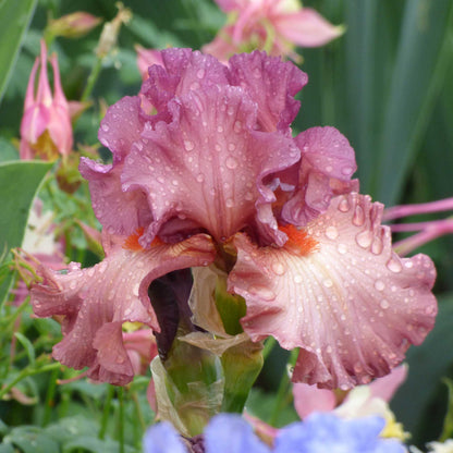 Bearded iris code red in peach and salmon tones against a blurred green background.