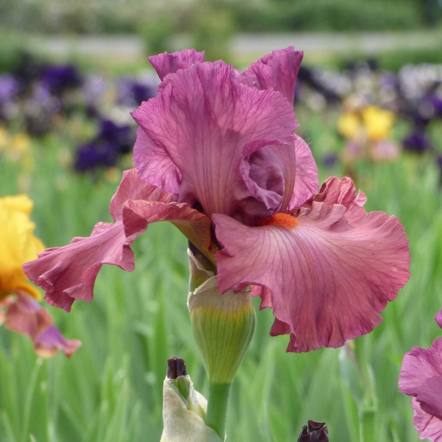 Purple bearded iris code red with yellow and white beard against a blurred green background.