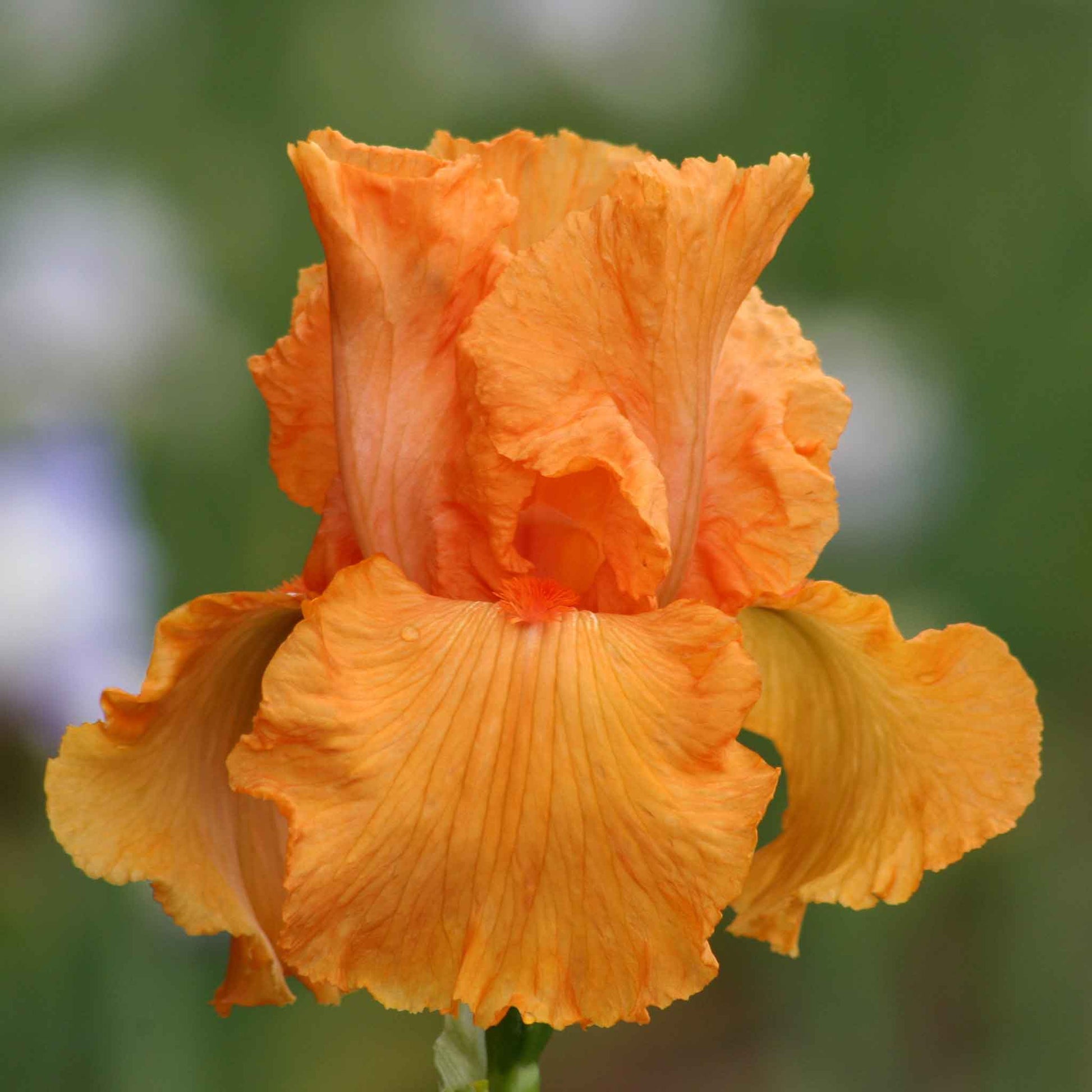 Bearded iris coup de soleil with bright orange blooms against a blurred green background.