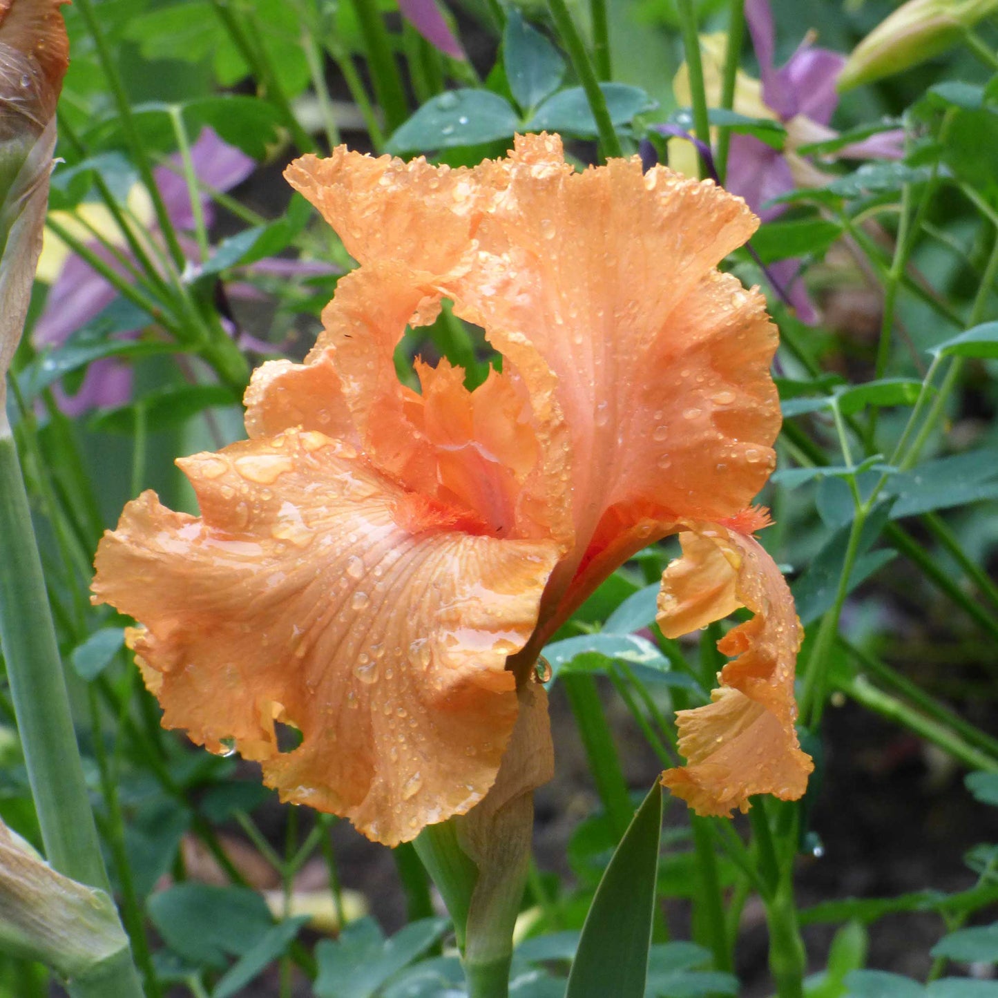 Bearded iris coup de soleil with orange and purple petals against a blurred green background.