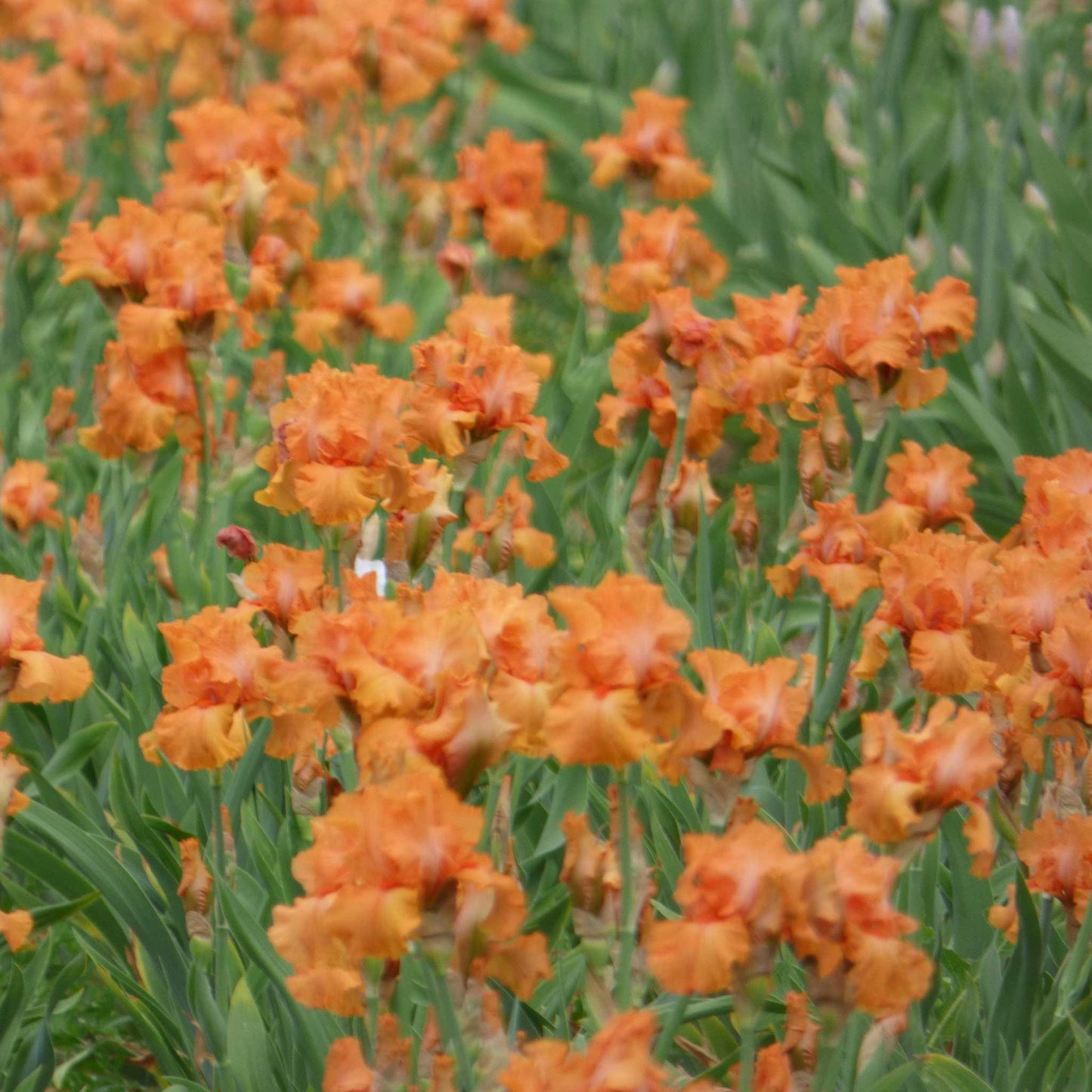 Bearded iris coup de soleil with purple blooms among orange flowers in a garden.