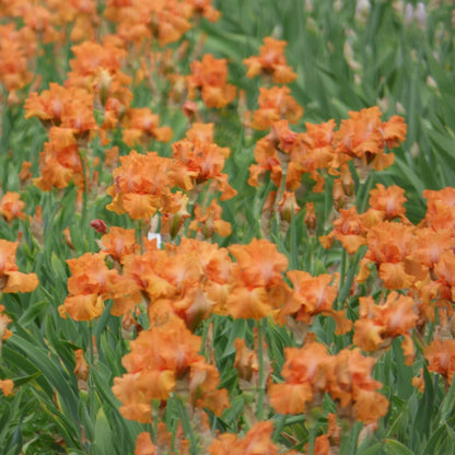 Bearded iris coup de soleil with purple blooms among orange flowers in a garden.