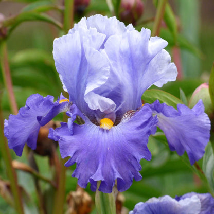 Blue-purple bearded iris cubs win it in full bloom against a soft blurred background.