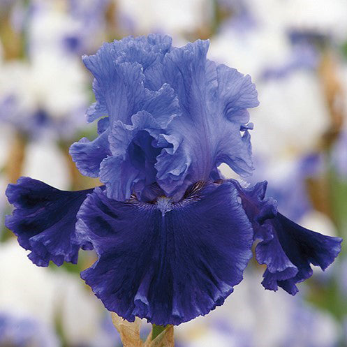 Purple and white bearded iris cybergrape with a yellow beard against a blurred background.