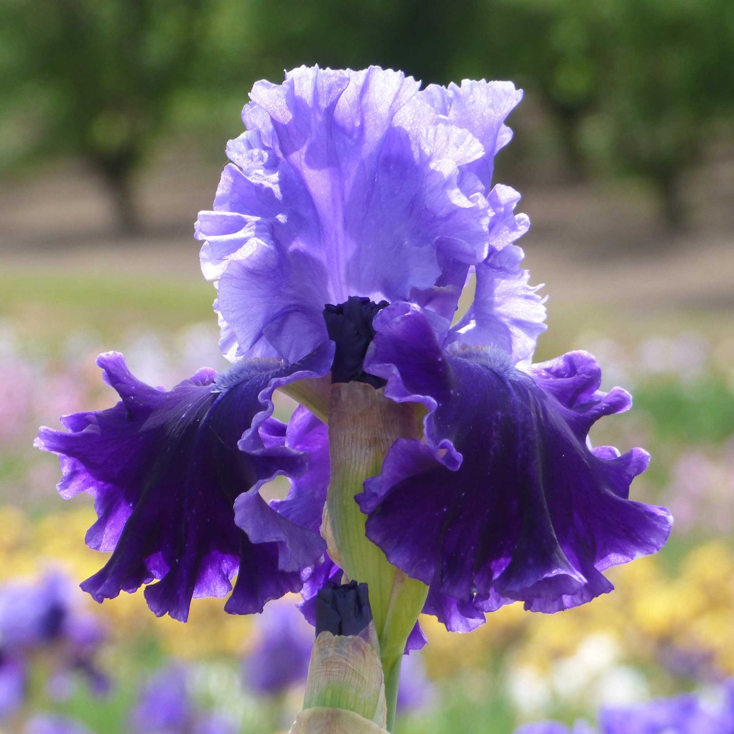 Purple bearded iris cybergrape in full bloom against a soft blurred background.