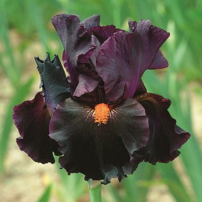  Deep dark purple bearded iris dracula's kiss with a fuzzy yellow beard, blurred background.
