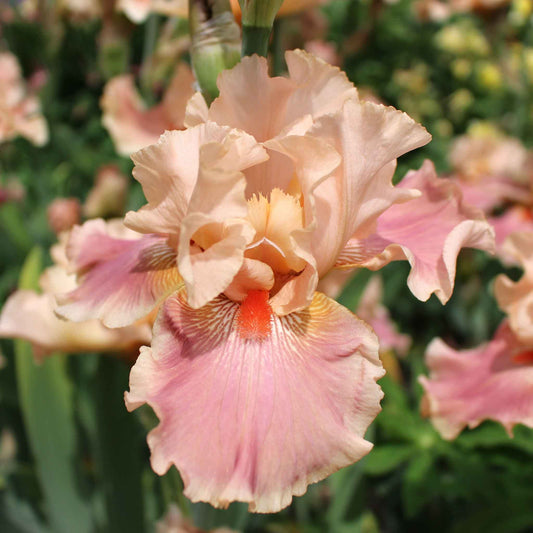Bearded iris entitled in soft peach and apricot tones against a blurred background.