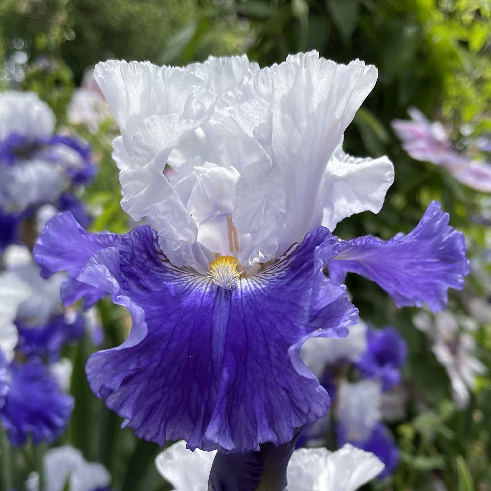 Purple bearded iris fx schreiner with ruffled petals in a lush green garden.