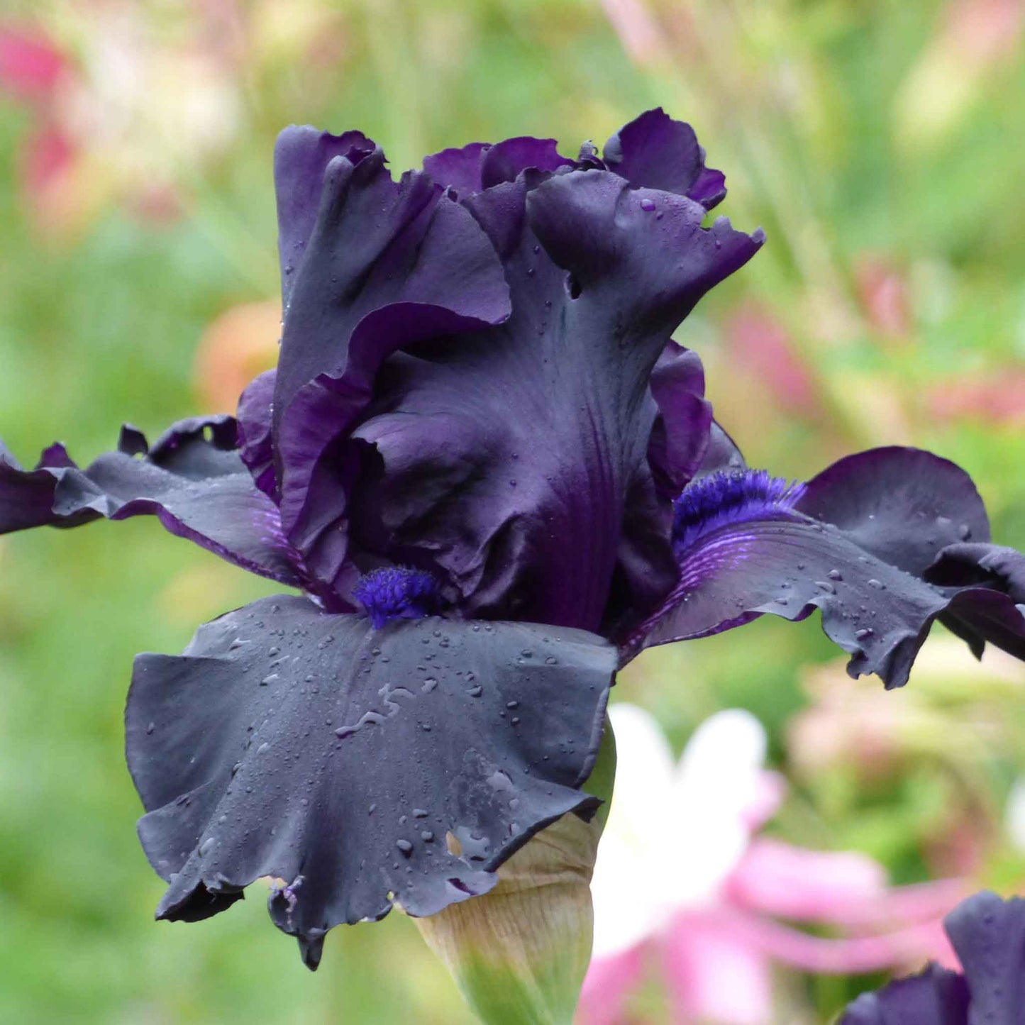 Near-black bearded iris ghost train with a golden beard against a blurred background.