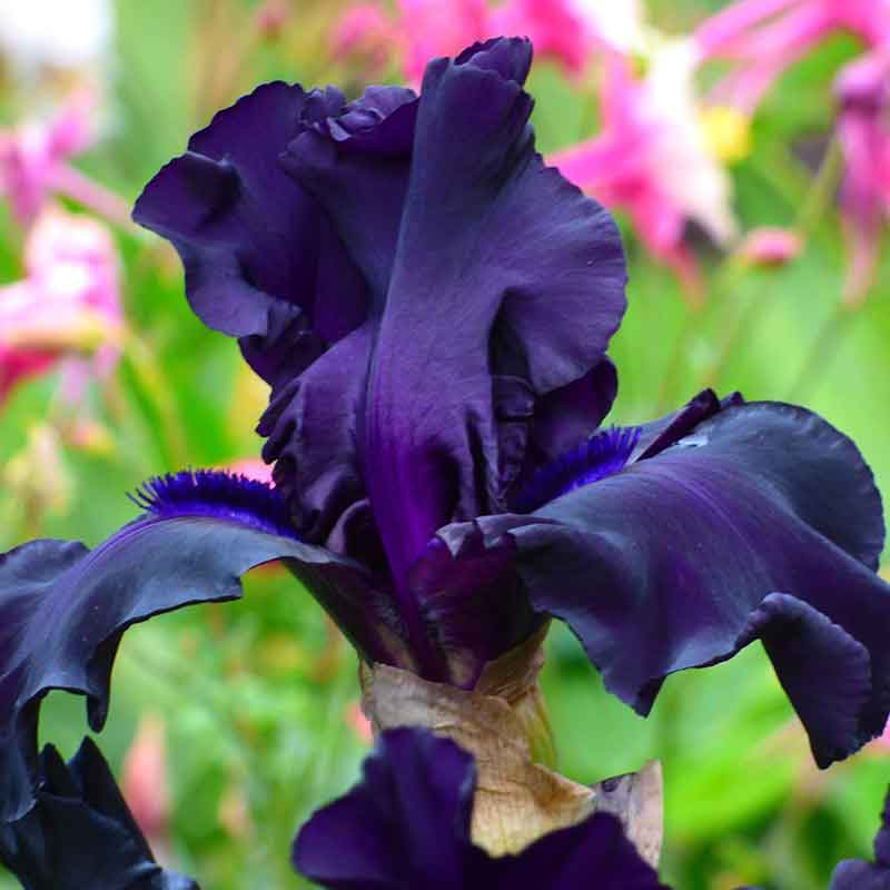  Dark purple bearded iris ghost train against a blurred background with pink flowers.