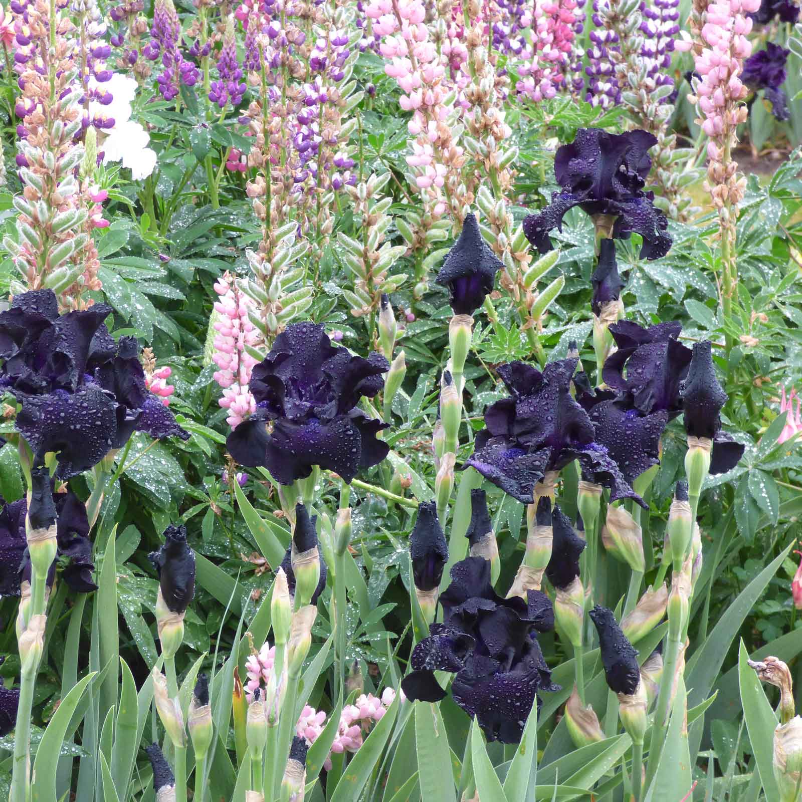 Dark purple bearded iris ghost train with purple flowers in the blurred background.