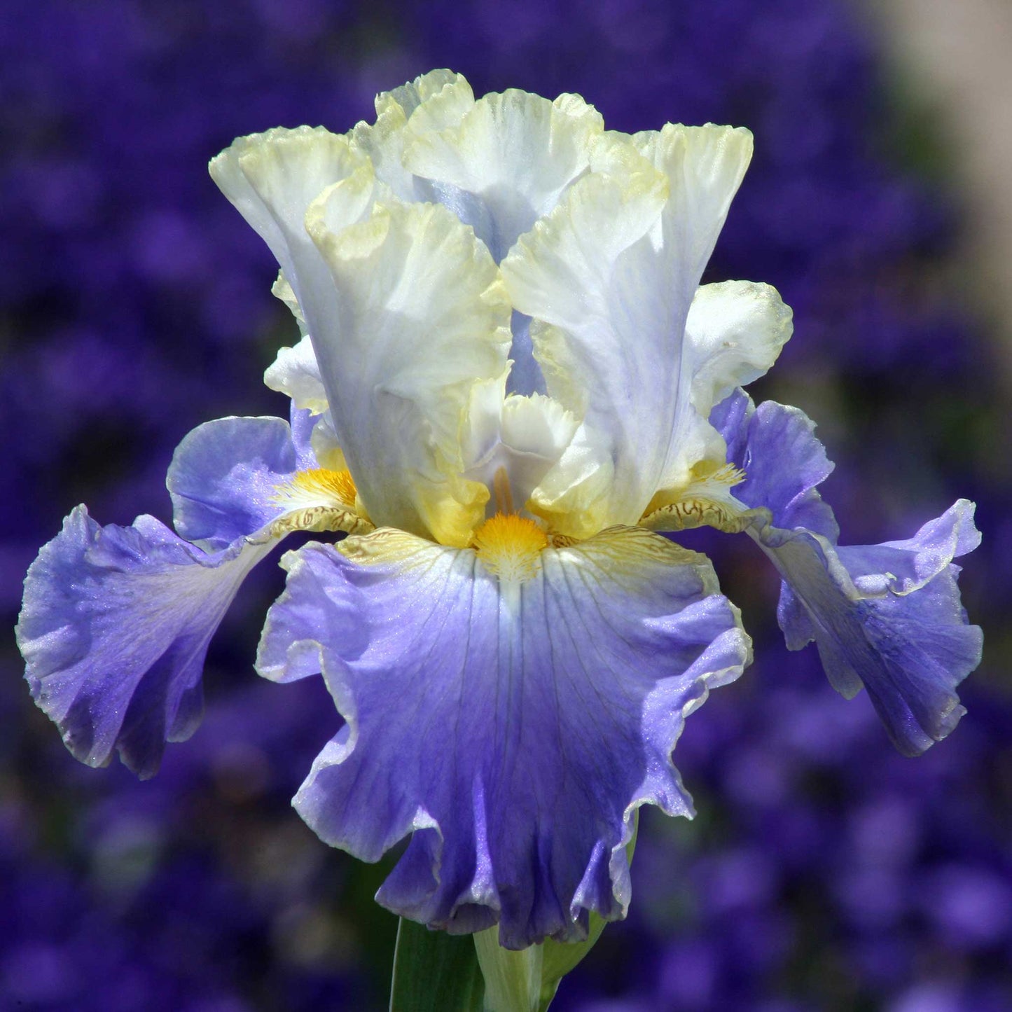 Blue and purple bearded iris gilt-edged bond with ruffled petals, soft blurred background.