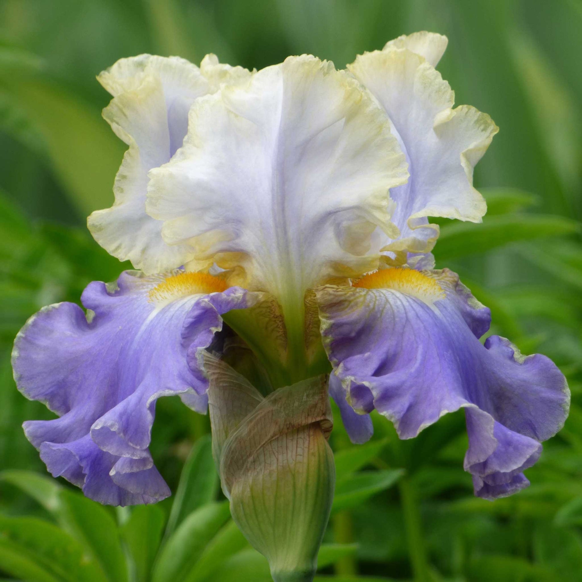 Light purple bearded iris gilt-edged bond in bloom against a blurred background.