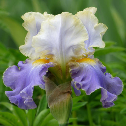 Light purple bearded iris gilt-edged bond in bloom against a blurred background.