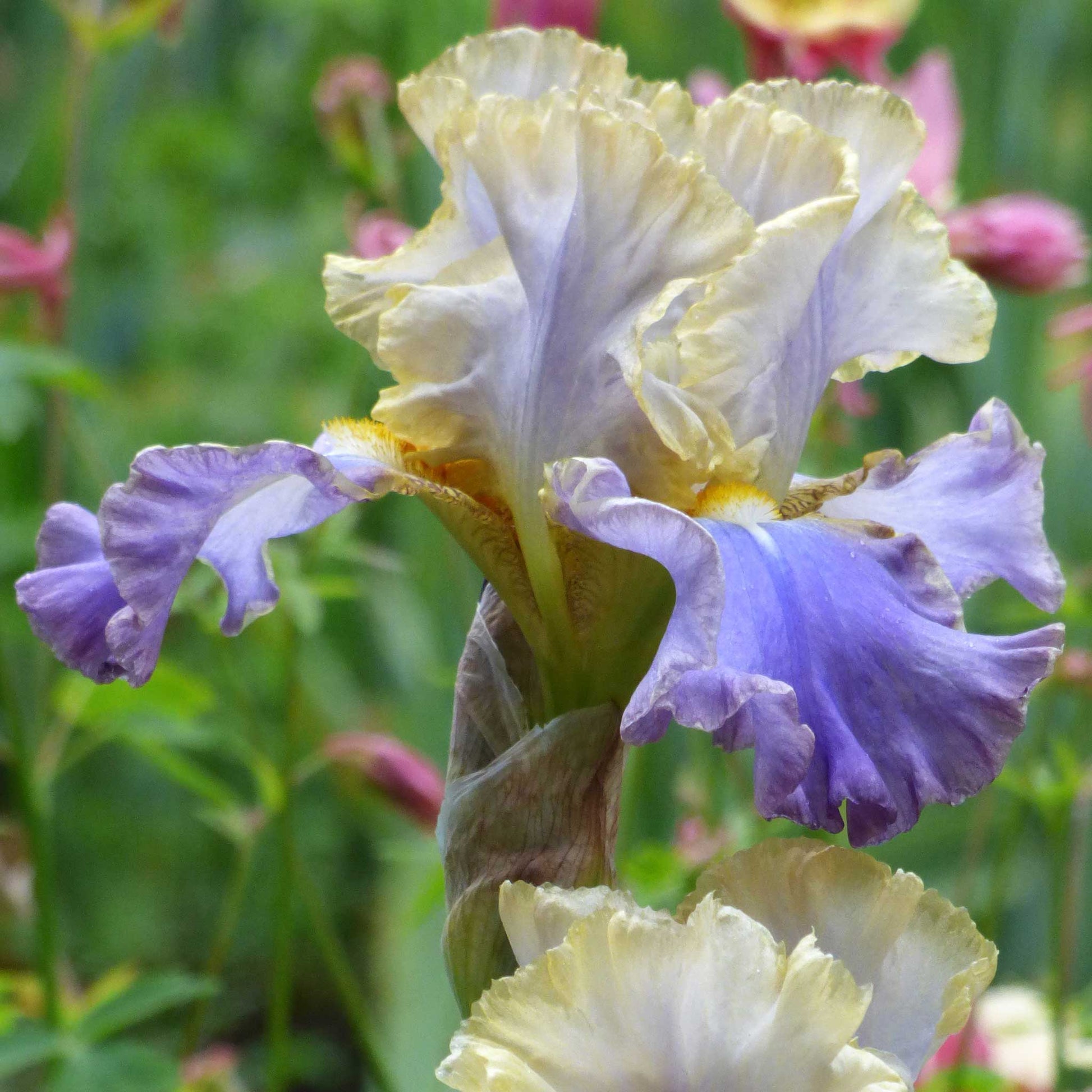 Red bearded iris gilt-edged bond with a yellow beard and green foliage in the background.